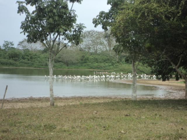 Posada Rural Oasis Caño Negro Buitenkant foto