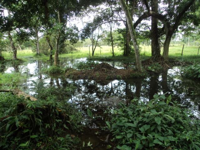 Posada Rural Oasis Caño Negro Buitenkant foto